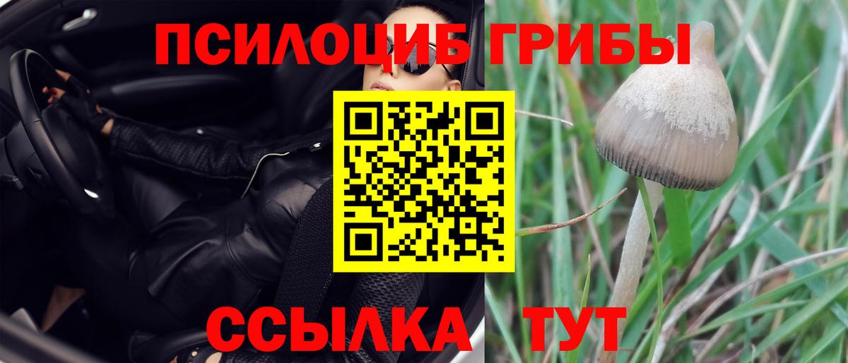 где купить наркотик  Вход с VPN  Саранск  Галлюциногенные грибы Psilocybe 